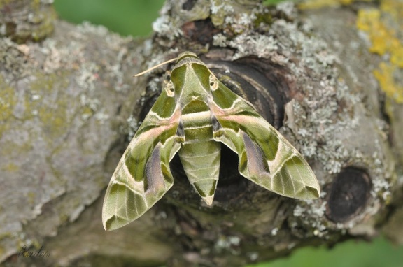 Oleander-Schwärmer (Daphnis nerii)